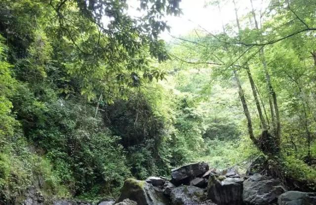 成都周边免费森林自然景点,成都森林避暑好去处