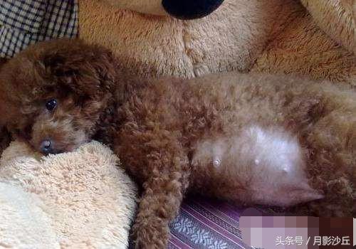 怀孕期间泰迪注意事项,泰迪犬切除子宫后该注意什么