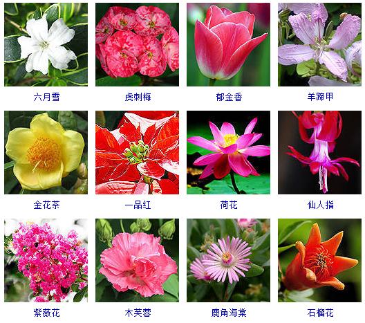 精心整理了150种花卉,还告诉你怎么养!必须收藏