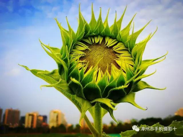 手机拍大片推荐,手机拍出来的大片欣赏