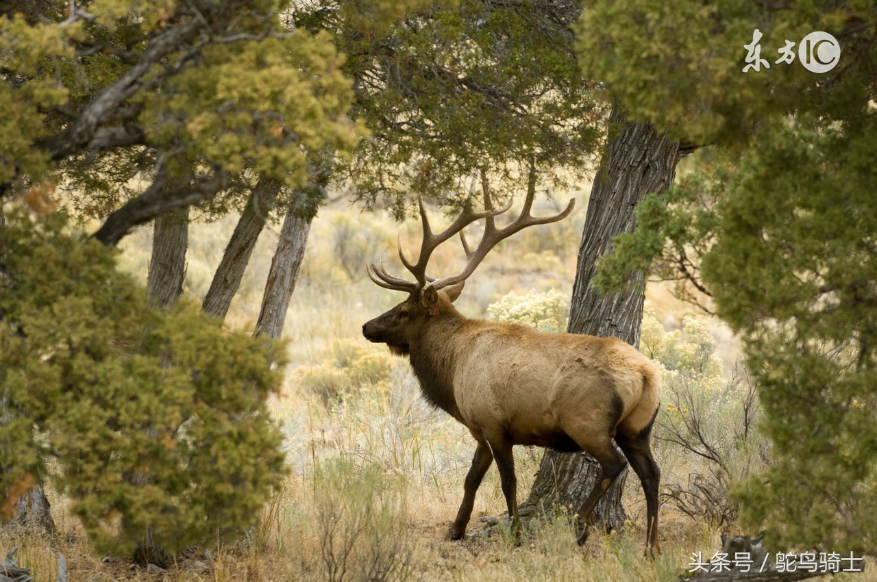 古代养马贵还是现在养车贵,古代养马和现代养车