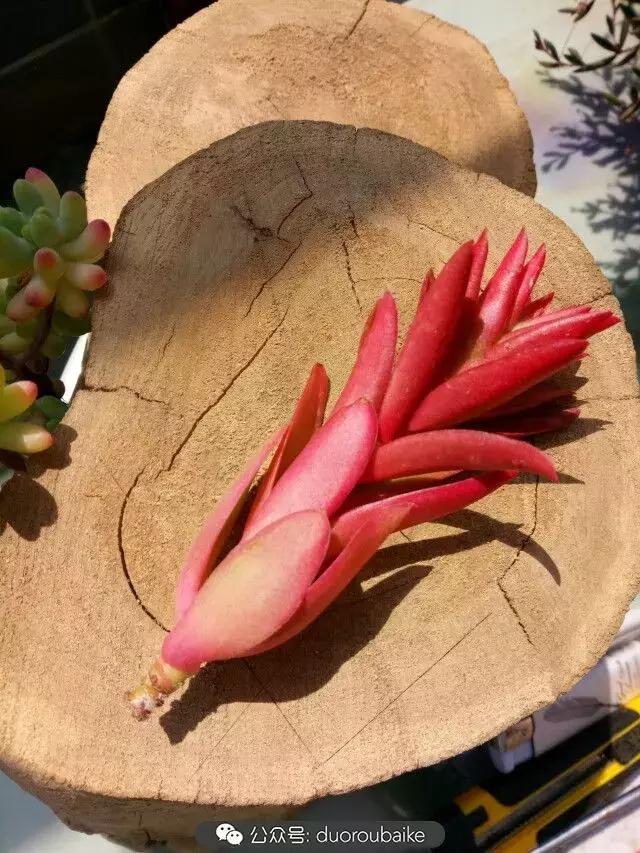 用多肉做花的方法,多肉植物自制方法