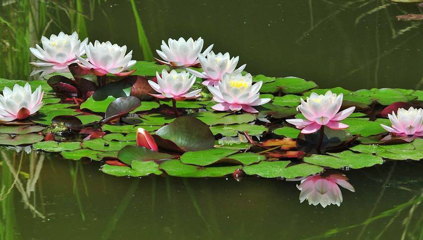 冬天睡莲枯萎了怎么办,睡莲冬天在屋里能开花吗