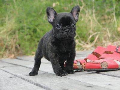 世界十大名犬排行榜第一是哪条狗,世界十大名犬姓名