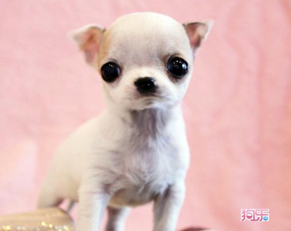 盘点全网最精的狗狗,全网狗狗大合集