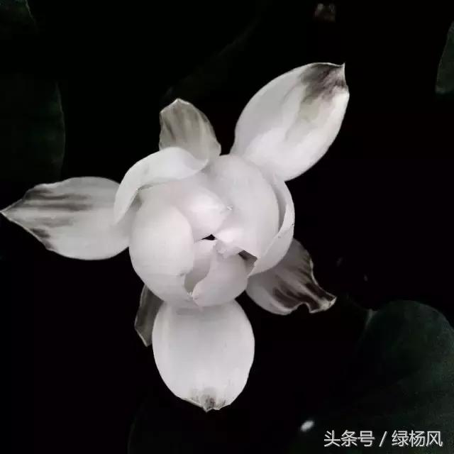 瘦西湖优惠门票多少钱,瘦西湖门票优惠政策最新