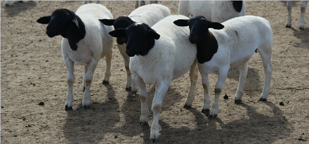 羊病怎么检查最准确,羊病的快速诊断能力有什么意义