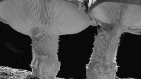 原来蘑菇还能这么做,蘑菇原来样子