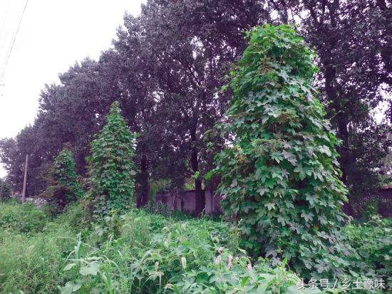 农村这种野草随处可见,农村常见这种不起眼的杂草