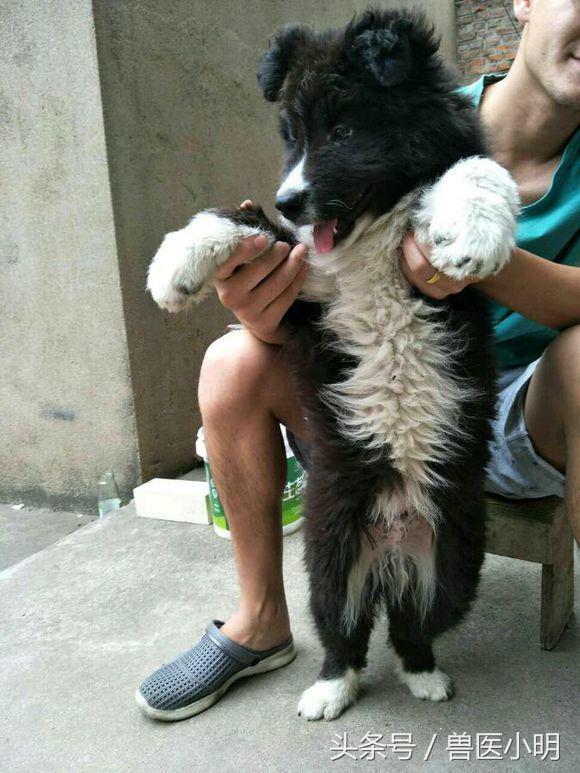 体型小又聪明的串串狗,串串狗的体型为什么比父母大