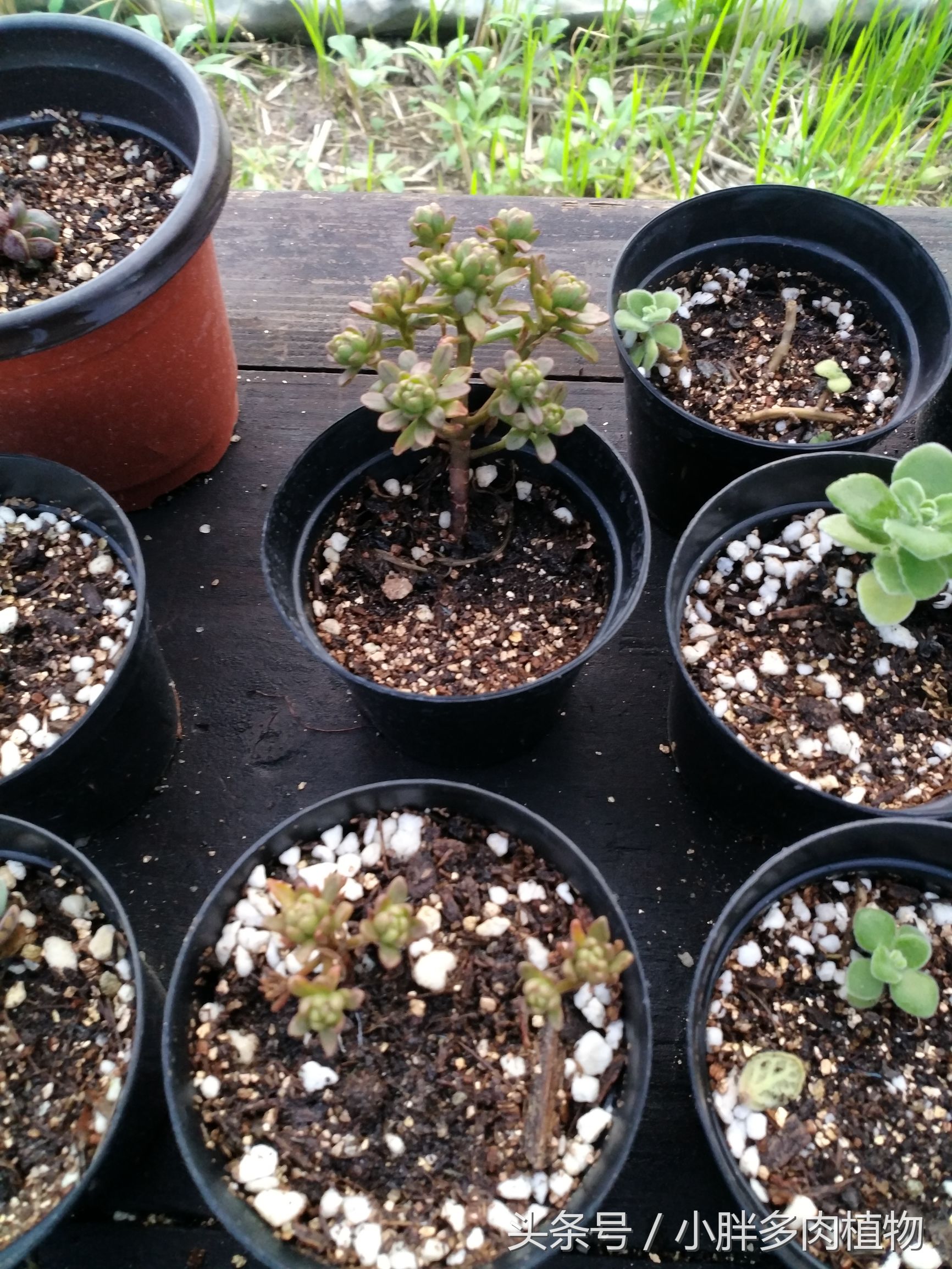 多肉植物小人祭品种大全,多肉植物小人祭可以叶插吗