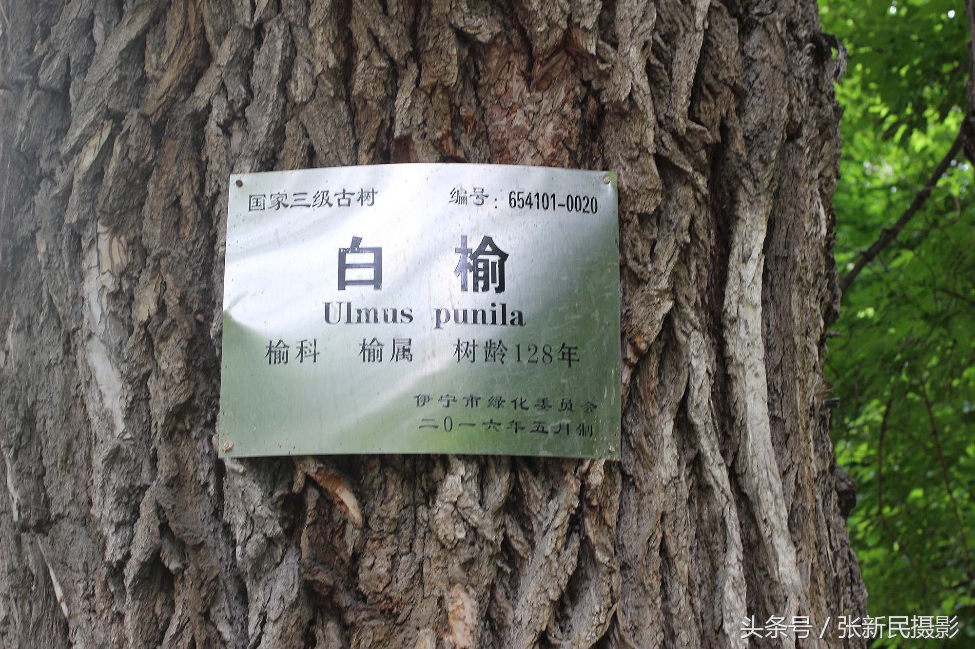 百年俄罗斯建筑保存完好白杨茂盛