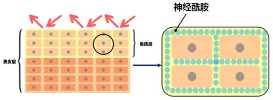 护肤品神经酰胺,化妆品中的神经酰胺从哪来