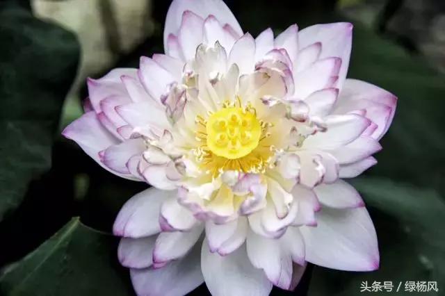 五一扬州瘦西湖风景区门票价格,2022年扬州瘦西湖门票多少钱