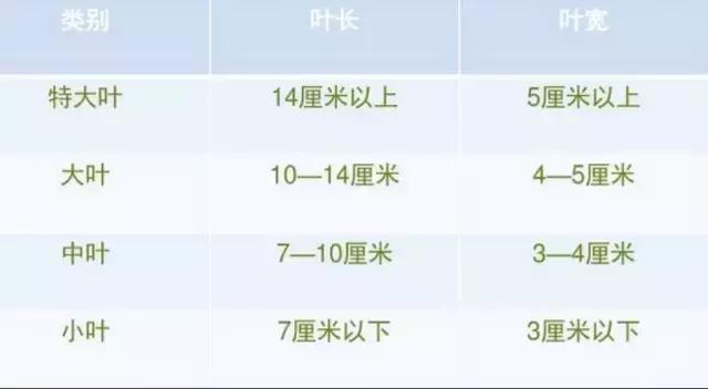 三种茶树有什么特点,茶树是一种什么树