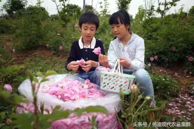 来穿越花海赴春天的约会,龙丽威大马士革玫瑰庄园