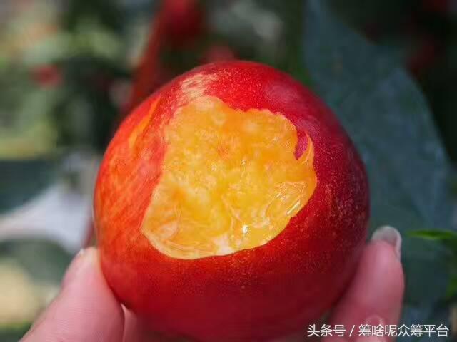 油桃怎么吃最黄,自然成熟油桃怎么吃才好吃