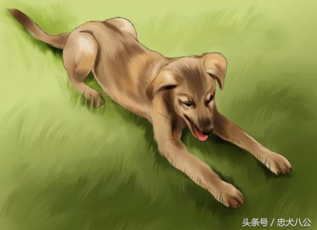 训练狗狗看其他狗不激动,训练狗狗眼睛看着我