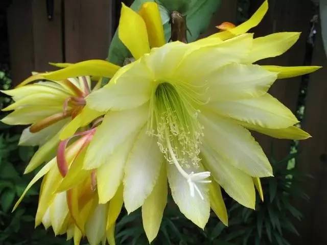 令箭荷花怎么养才能长得粗壮,令箭荷花怎样养才能长得茂盛