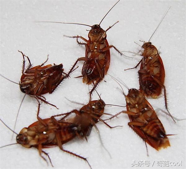 学校实用的冷知识有哪些 (学校学不到的知识有哪些)