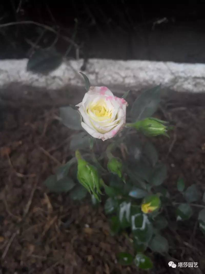 小城花事，泥土中滋生的花园梦