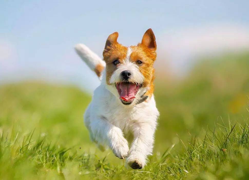 狗狗胸背P链项圈学问大了！快来看看你选的对不对