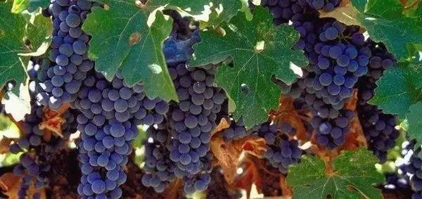 哪个品种的葡萄不易落花落果,葡萄落花落果用什么药