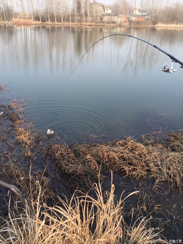钓鲫鱼红虫带散炮,废弃鱼塘钓鲫鱼