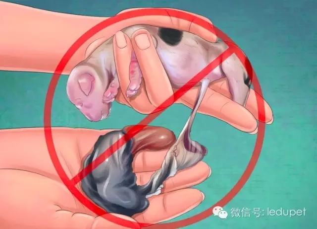 狗妈妈坐月子,狗妈妈跟狗宝宝月子怎么护理