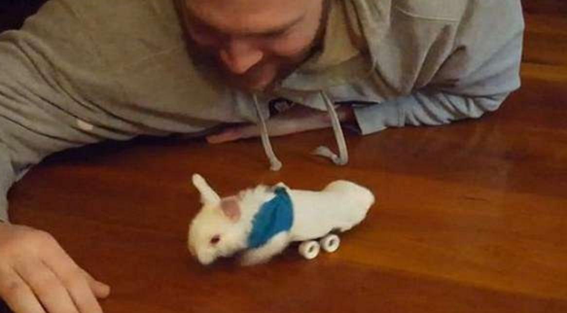 小兔灵机一动想出了一个办法,小兔子瘫痪