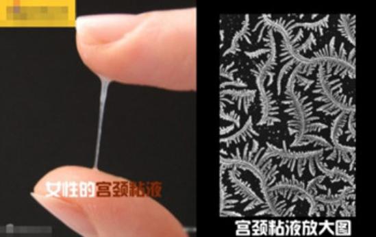 真实拍摄人类胚胎发育过程,10张图带你了解孕育全过程