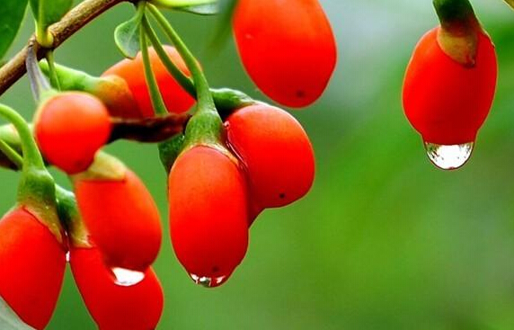 枸杞和桂圆泡水喝的正确方法,枸杞和茶叶泡水喝的正确方法