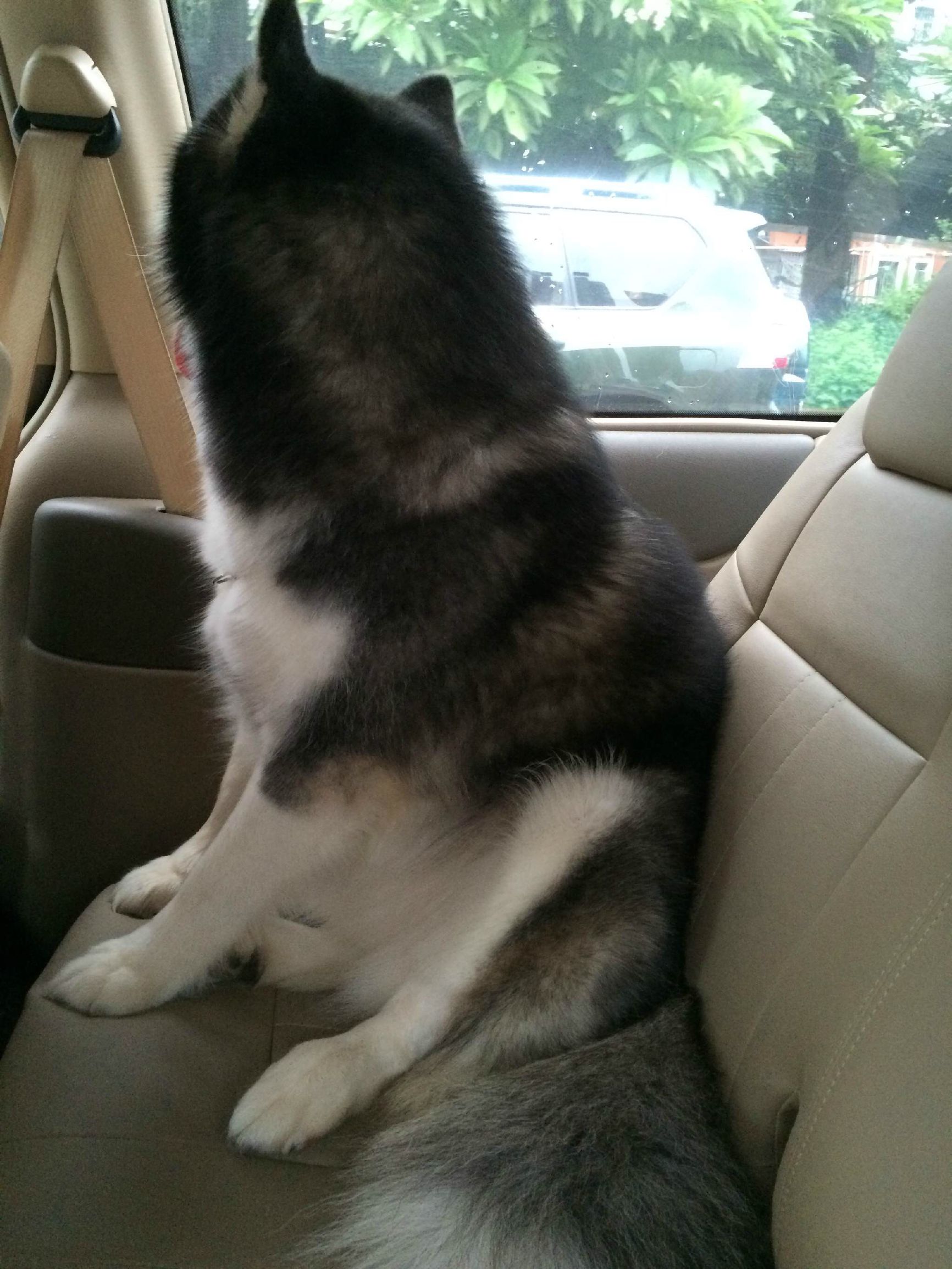 二哈偷吃被揍,二哈偷吃被卡住