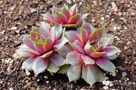 观音莲花的品种,观音莲哪个品种最值钱