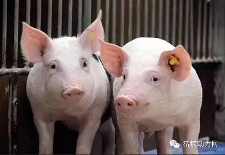 种猪的一生视频,种猪的一生