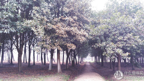 锤子t2手机怎样,锤子t2手机发布