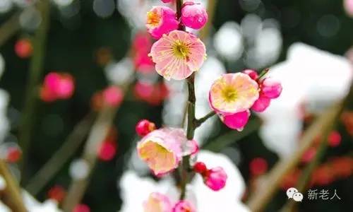 全国56个市花图片,中国各市市花集中图