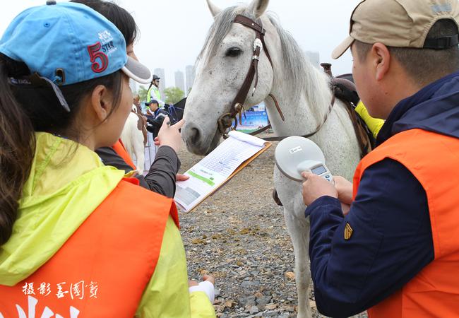 马术耐力赛100公里,马术耐力赛蒙古马