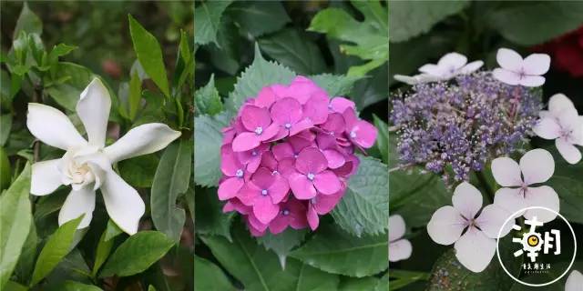 重庆桂花园景点,重庆桂花公园免费