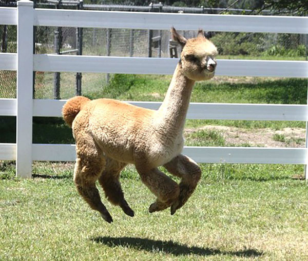 如果你惹怒了羊驼会怎么样,对羊驼一无所知的说说