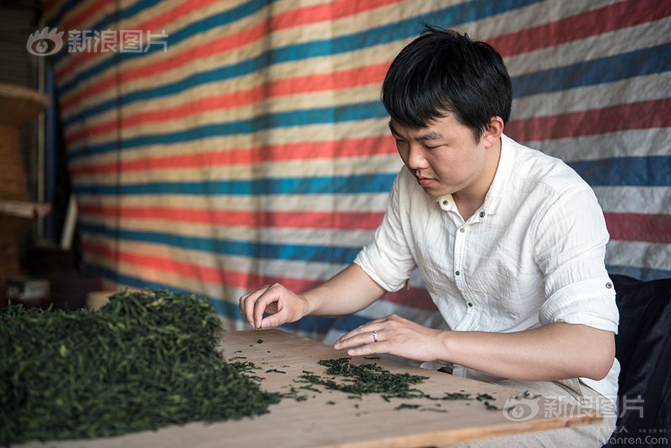 六安瓜片纯手工制作,新茶六安瓜片手工