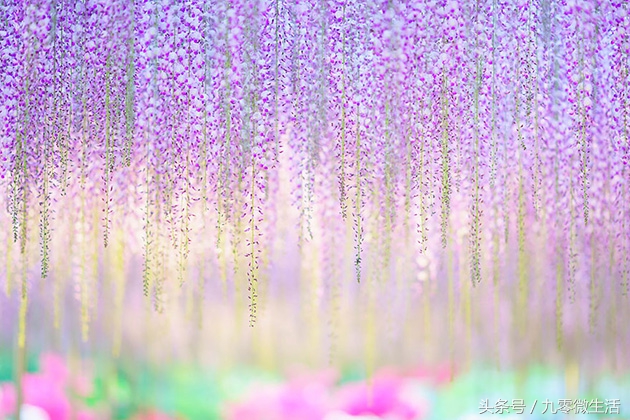 日本最大一棵紫藤图片,最好看的日本紫藤