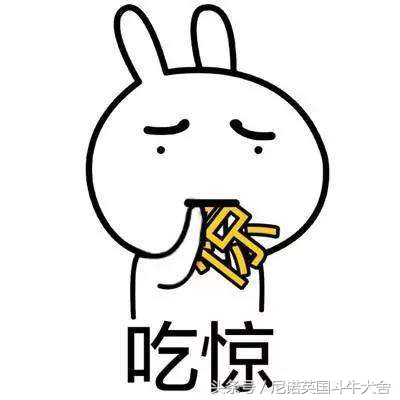 买英国斗牛犬被骗,买英国斗牛士