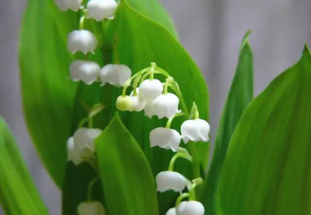 适合室内种植又有香味的植物,四季开花而且花香好养的植物