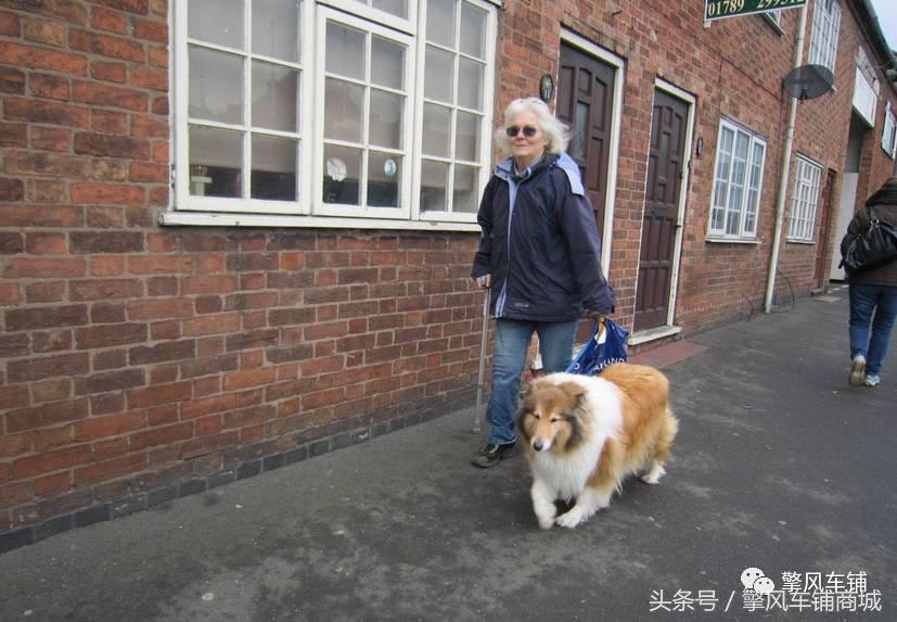 宠物狗被小车撞怎么理赔,开车撞了宠物狗怎么办如何理赔