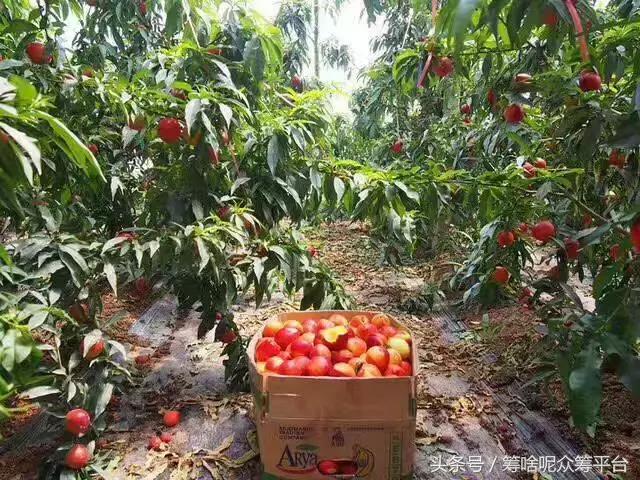 油桃怎么吃最黄,自然成熟油桃怎么吃才好吃