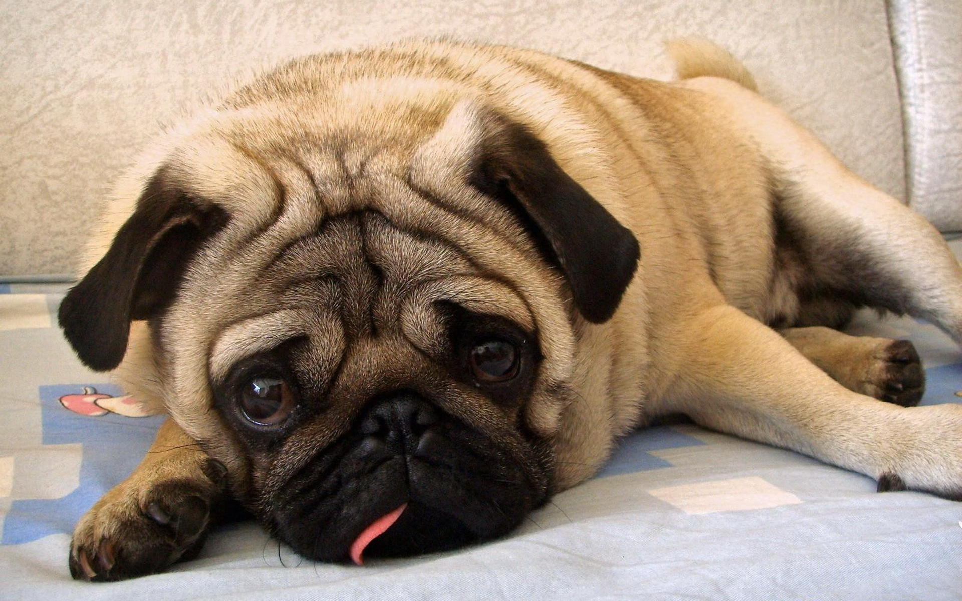 比较贵的狗狗都有哪些,各类狗狗图片品种价格