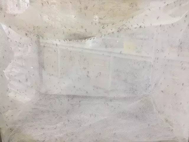 央视驱蚊测评,驱蚊产品测评主播