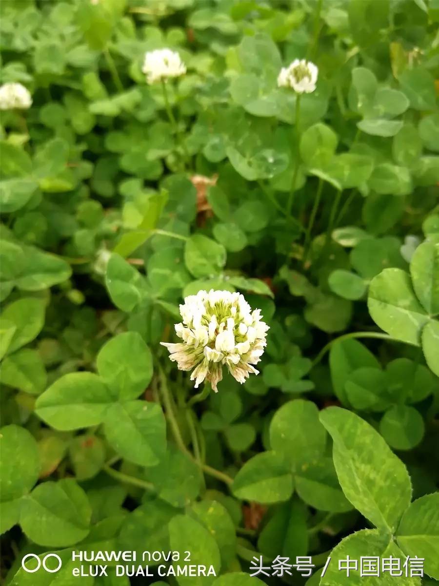 划重点一图读懂,华为nova2用一天会是什么样