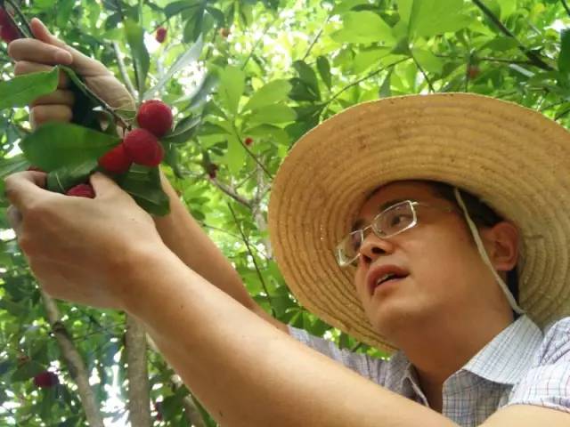 杨梅长了虫还能吃吗,杨梅一直招来虫子怎么办